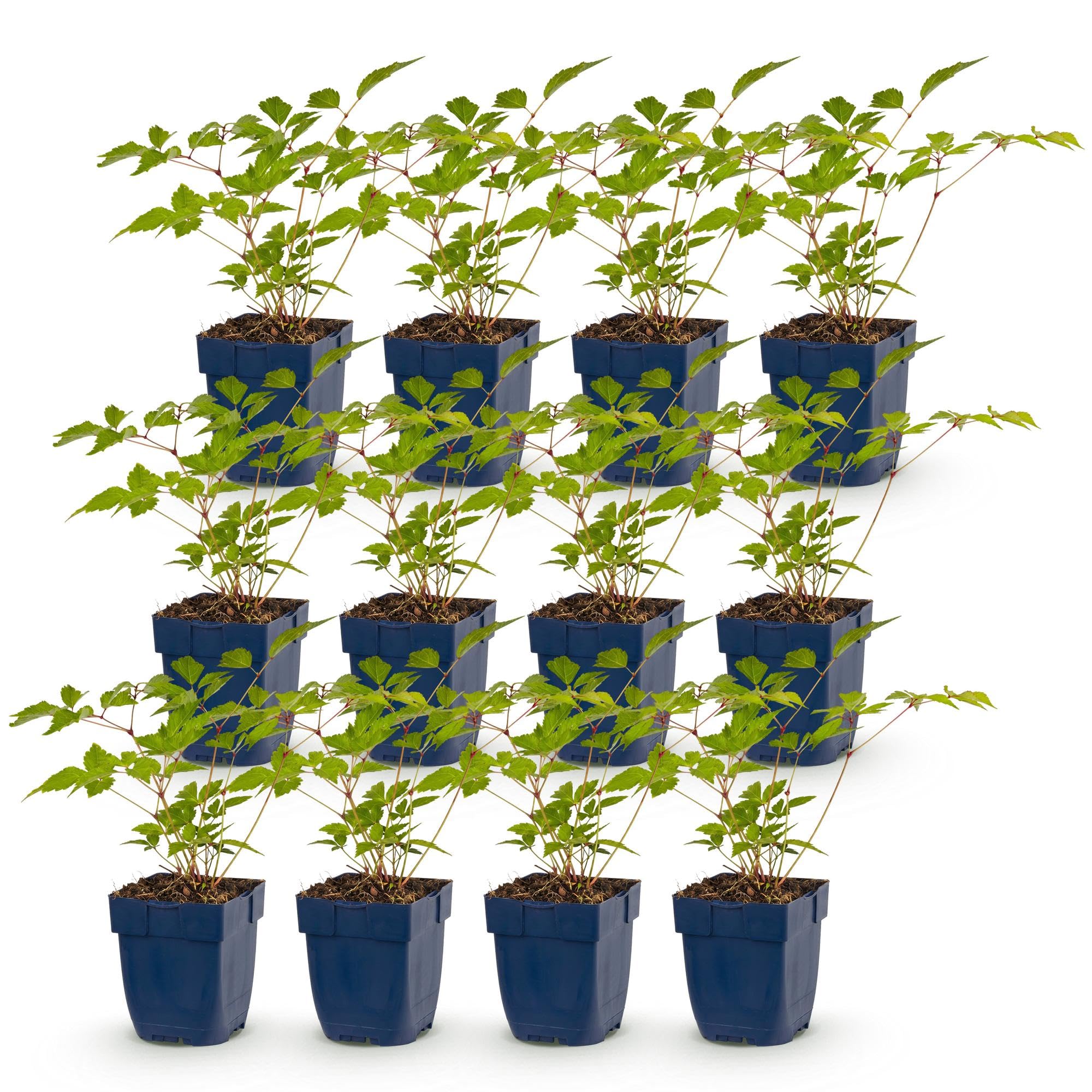 Piante Perenni Astilbe Europa, per Ombra, Rosa, Set da 12, Vaso 11cm