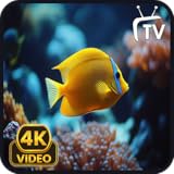 水族館の水槽のスクリーンセーバー - 水の音と自然