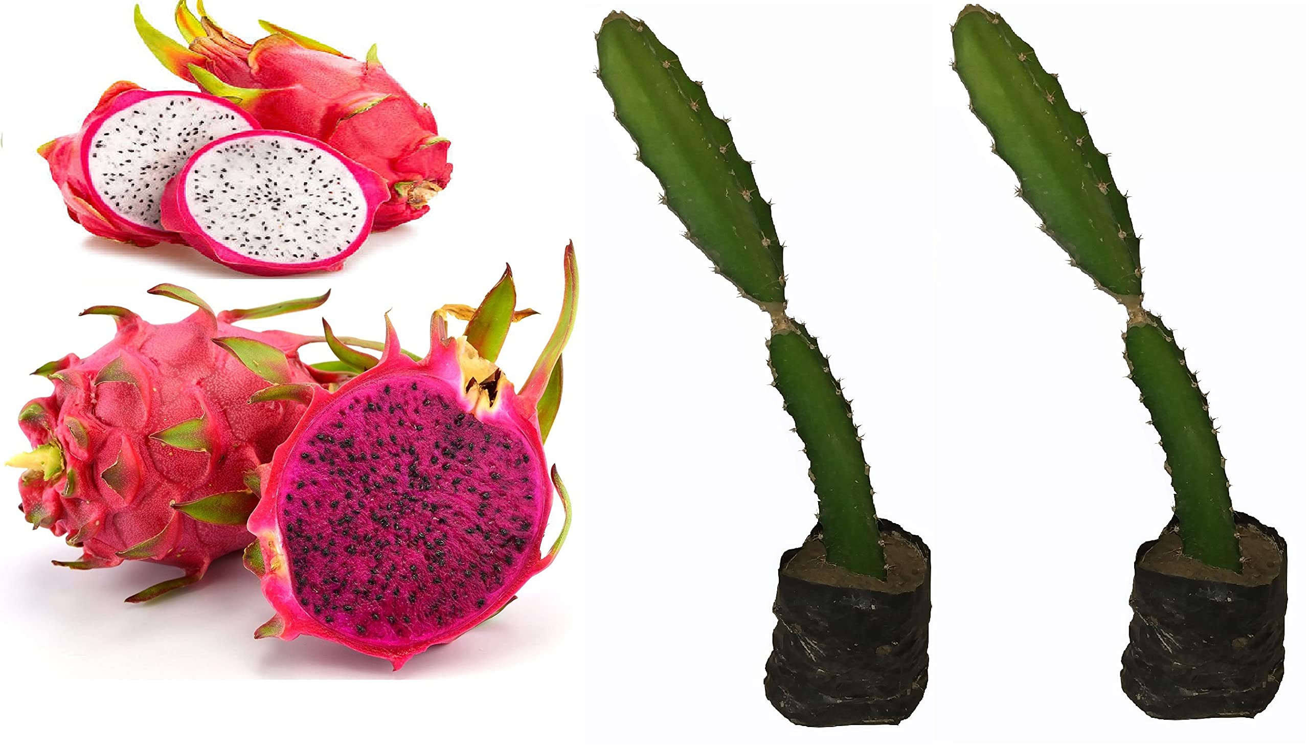 GLOBAL GREEN Dragon Tree Hybrid (pack of 2, 1 Red & 1 White) height 7 to 11 inches (B098J57GXF) Amazon Price History, Amazon Price Tracker