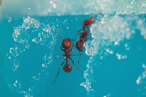 Miniatura 9 de Educational Insights GeoSafari Day N Night Hormiguero