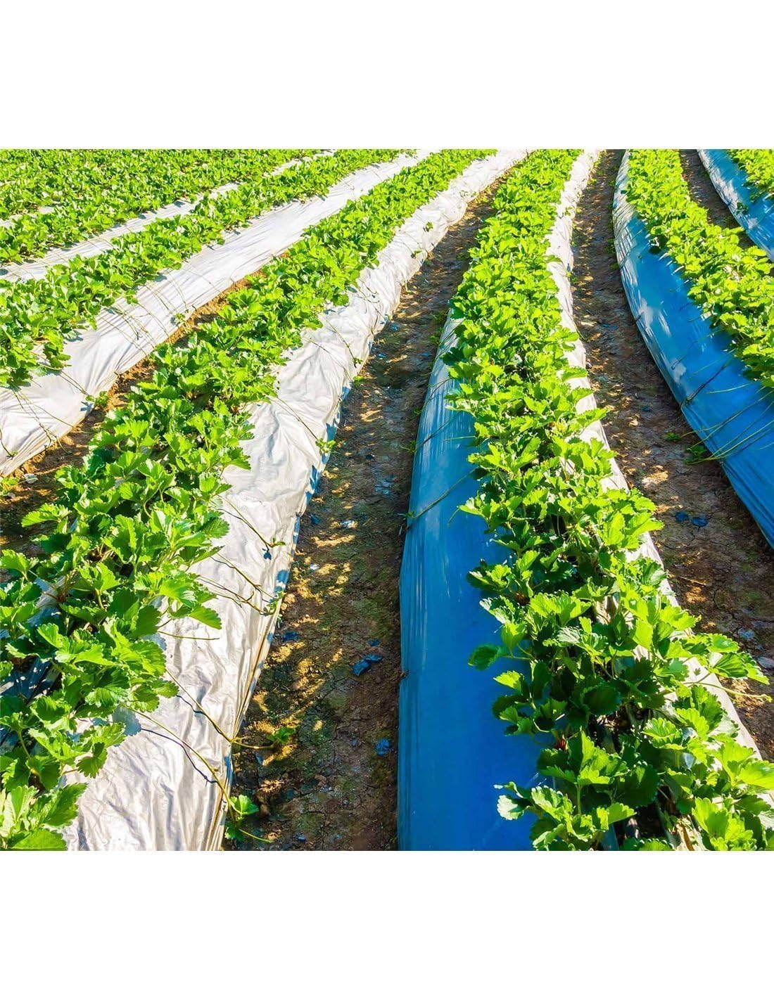 Jardin202 - Plástico para Agricultura y Obra- Transparente - 800 Galgas - DURASOL | 12x41 Metros -