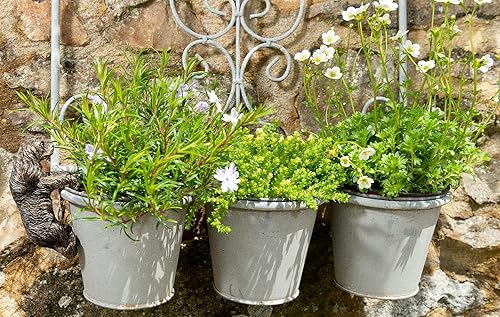 Miniatura 5 de Cavalier King Charles Spaniel Pot Buddy - Colgador decorativo de bronce antiguo para macetas