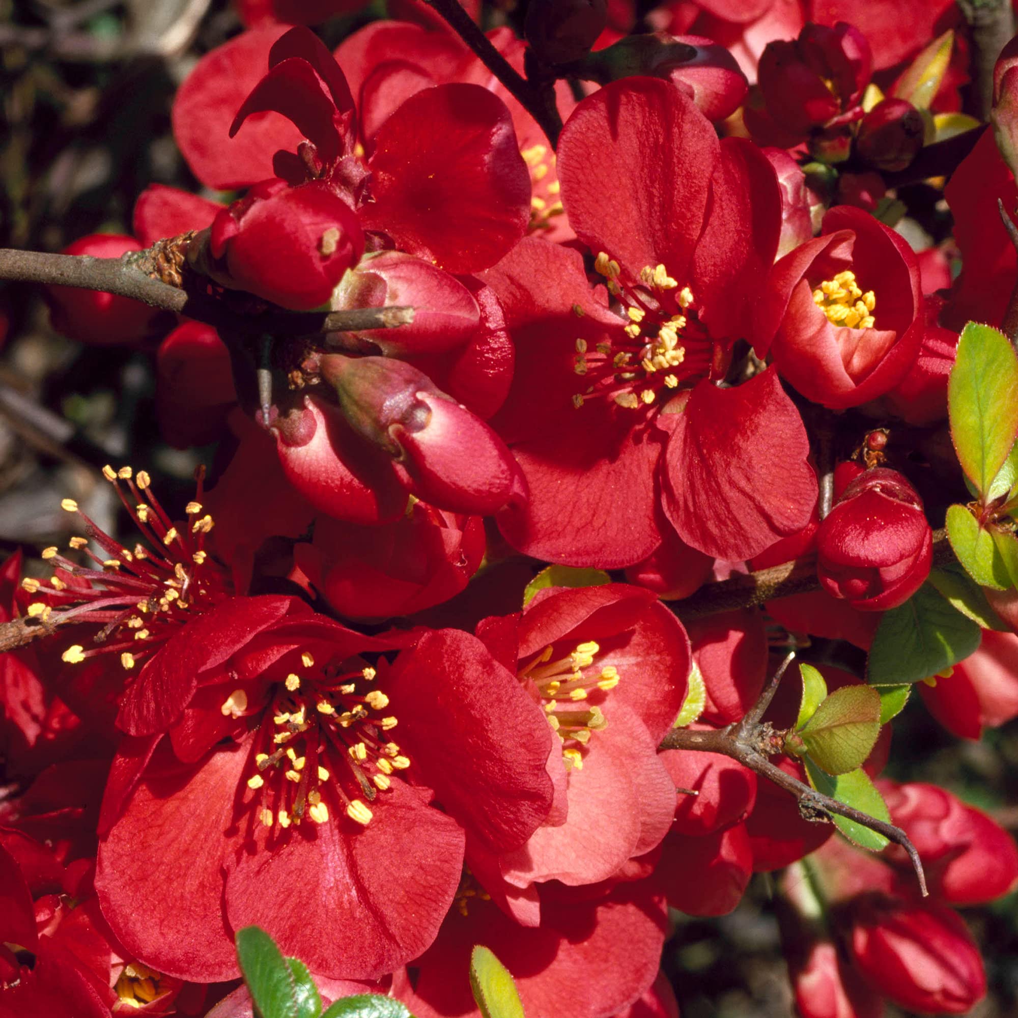 Chaenomeles Knap Hill Scarlet - Japanese Quince | Deciduous Potted Garden Shrub (15-30cm Incl. Pot)