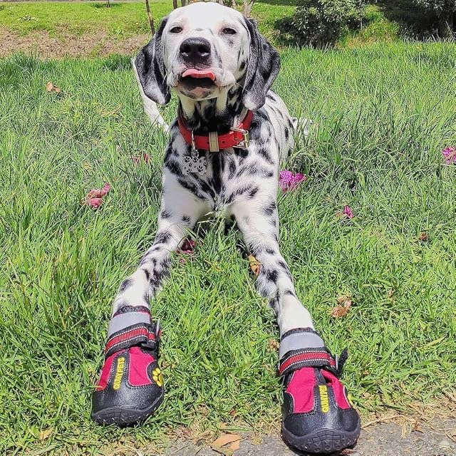Foto 7 de 7 de QUMY Zapatos para perros grandes, botas para perros medianos y protectores de patas para invierno, día nevado