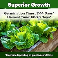 Vista 2 de HOME GROWN Buttercrunch - Paquete de semillas de lechuga – 3950 semillas de vegetales – Semillas ideales para jardín hidropónico