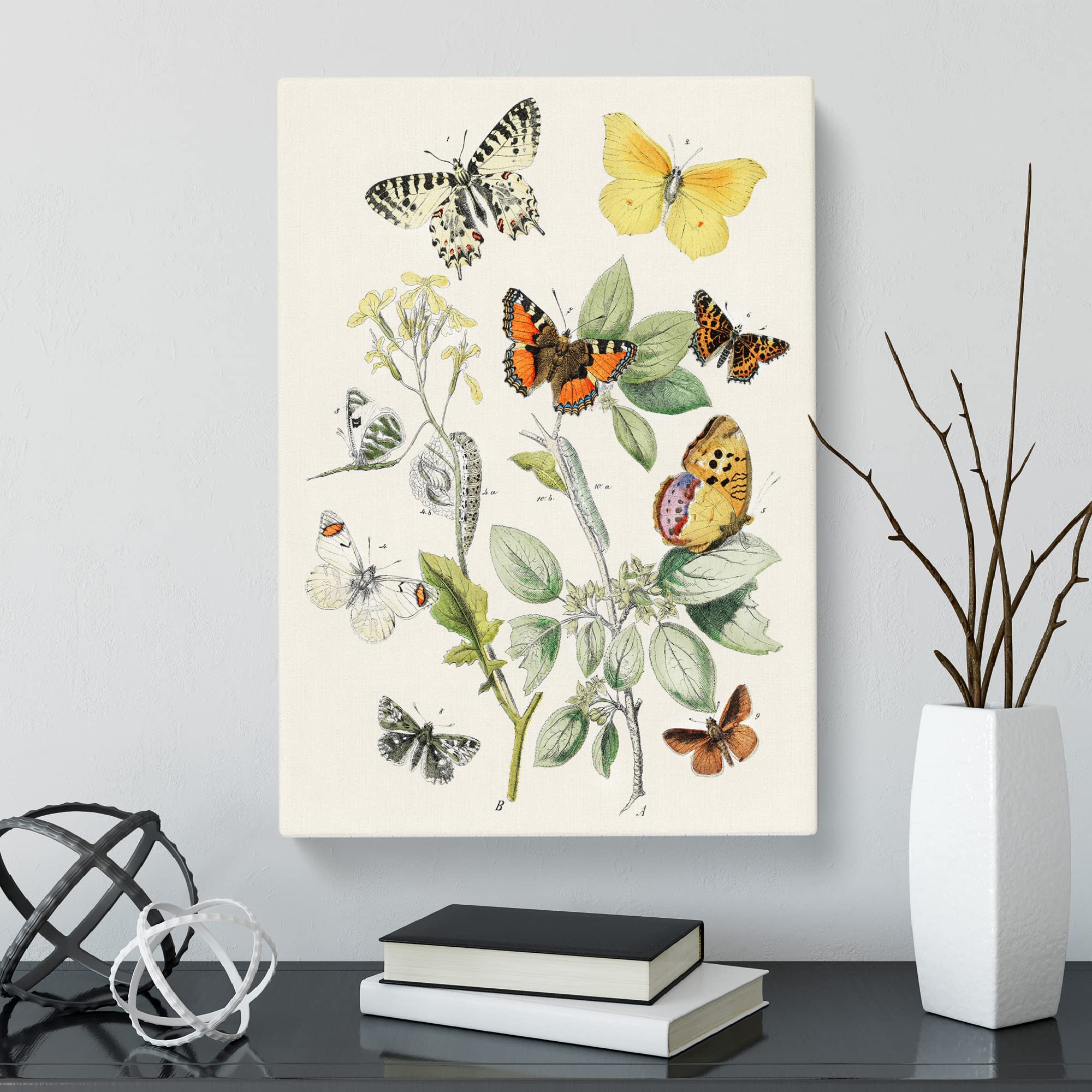 Caterpillars, Moths & Butterflies By W.F. Kirby Canvas Print, Mixed, 25L x 50W cm - Image 3