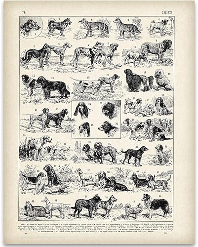 Antique French Dog Breeds Illustration - 11x14 Unframed Art Print - Perfect Vet Clinic Decor or Gift Under $15 to Dog Lovers