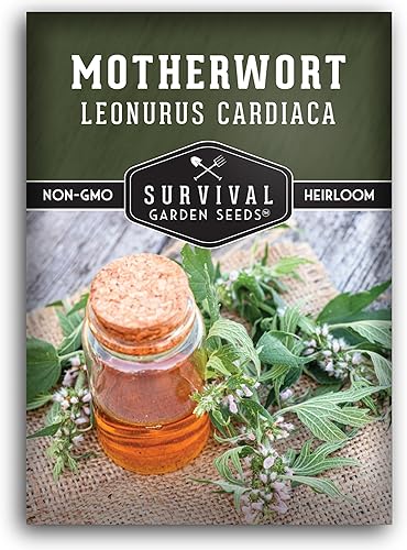Semilla Motherwort para plantar, 1 paquete con instrucciones para plantar y cultivar hierbas medicinales de cola de león en el jardín de hierbas de