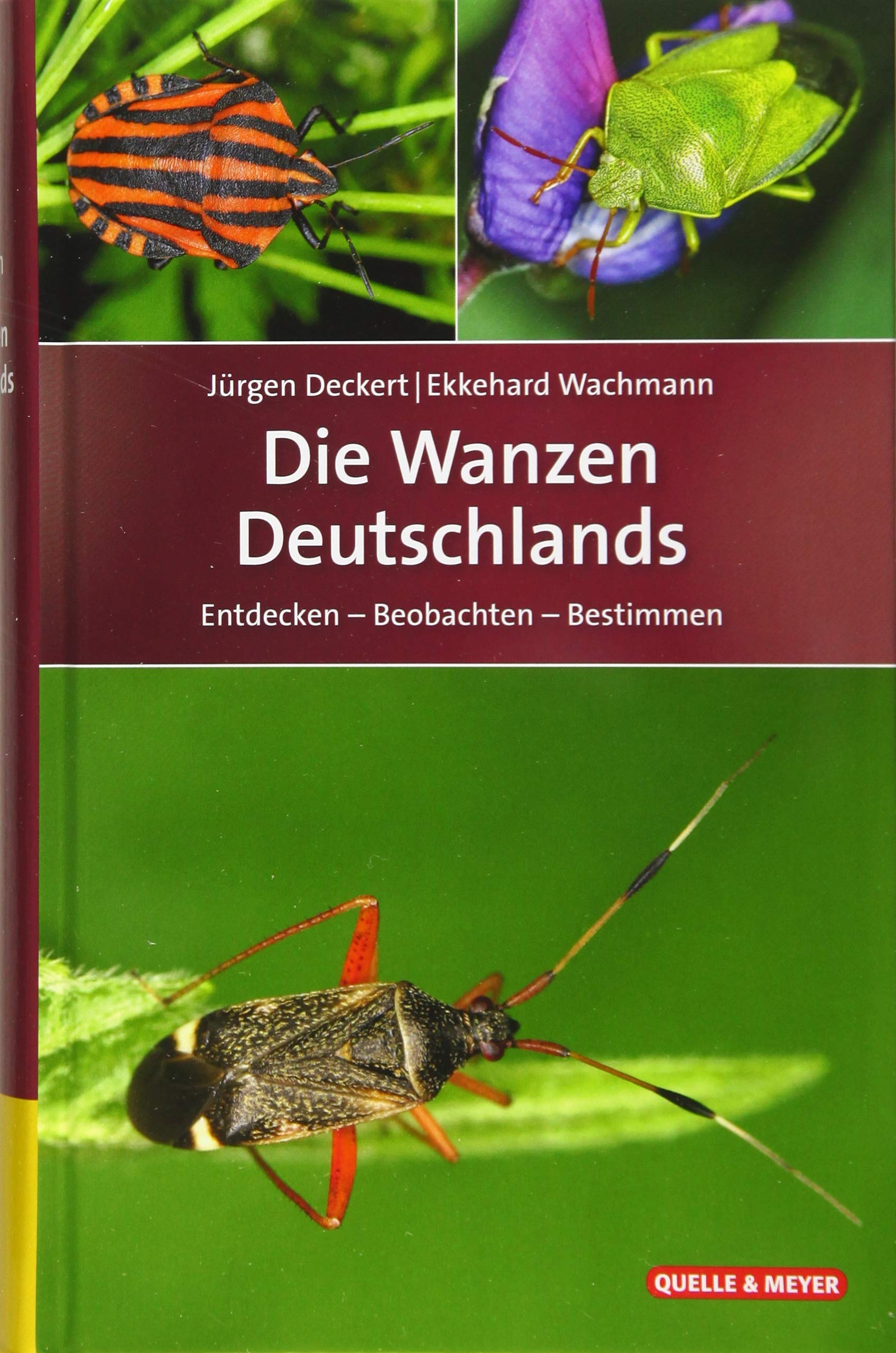 Die Wanzen Deutschlands: Entdecken - Beobachten - Bestimmen
