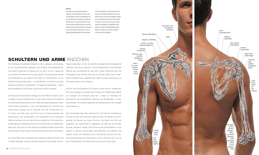 洋書 Anatomie fuer Fantasy-Zeichner Anatomie Fantasy Zeichner Buch gebraucht | eBay.de