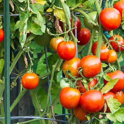 Miniatura 3 de Xiny Tool Estacas de jardín, paquete de 25 estacas de acero para plantas trepadoras con capa de plástico para plantas trepadoras (paquete de 25 de