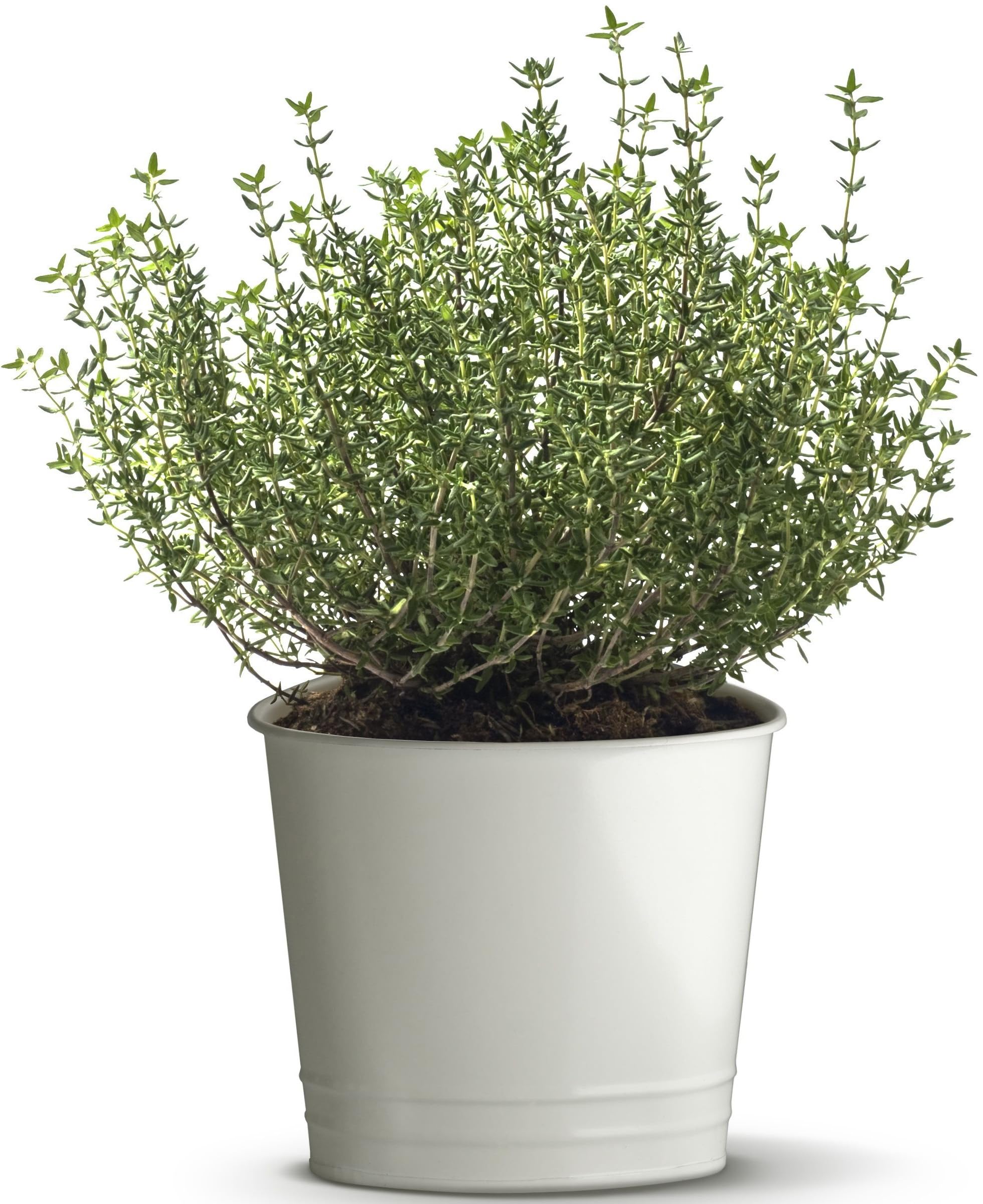 Amazon.com : 1000 Thyme Seeds for Planting Approx 1 Gram Heirloom