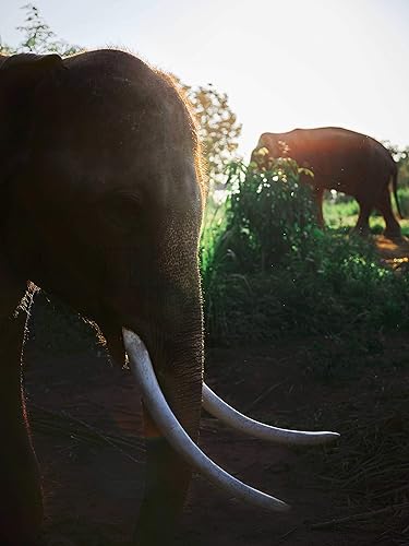 Miniatura 7 de Black Ivory Coffee  El café más raro y caro del mundo. Café fresco y exótico tostado entero hecho de 100 % Arábica, naturalmente refinado por