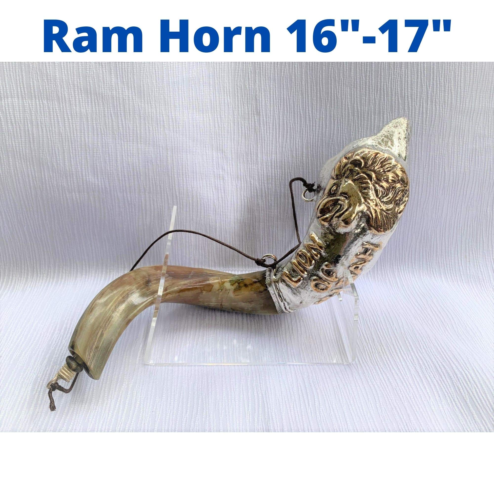 Amaizing srebrny ram shofar 40 cm - 43 cm Mesjaniczny lew Judaha olej do smarowania rzadki