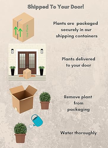 Miniatura 9 de 0.07 oz FE Ninebark Little Devil