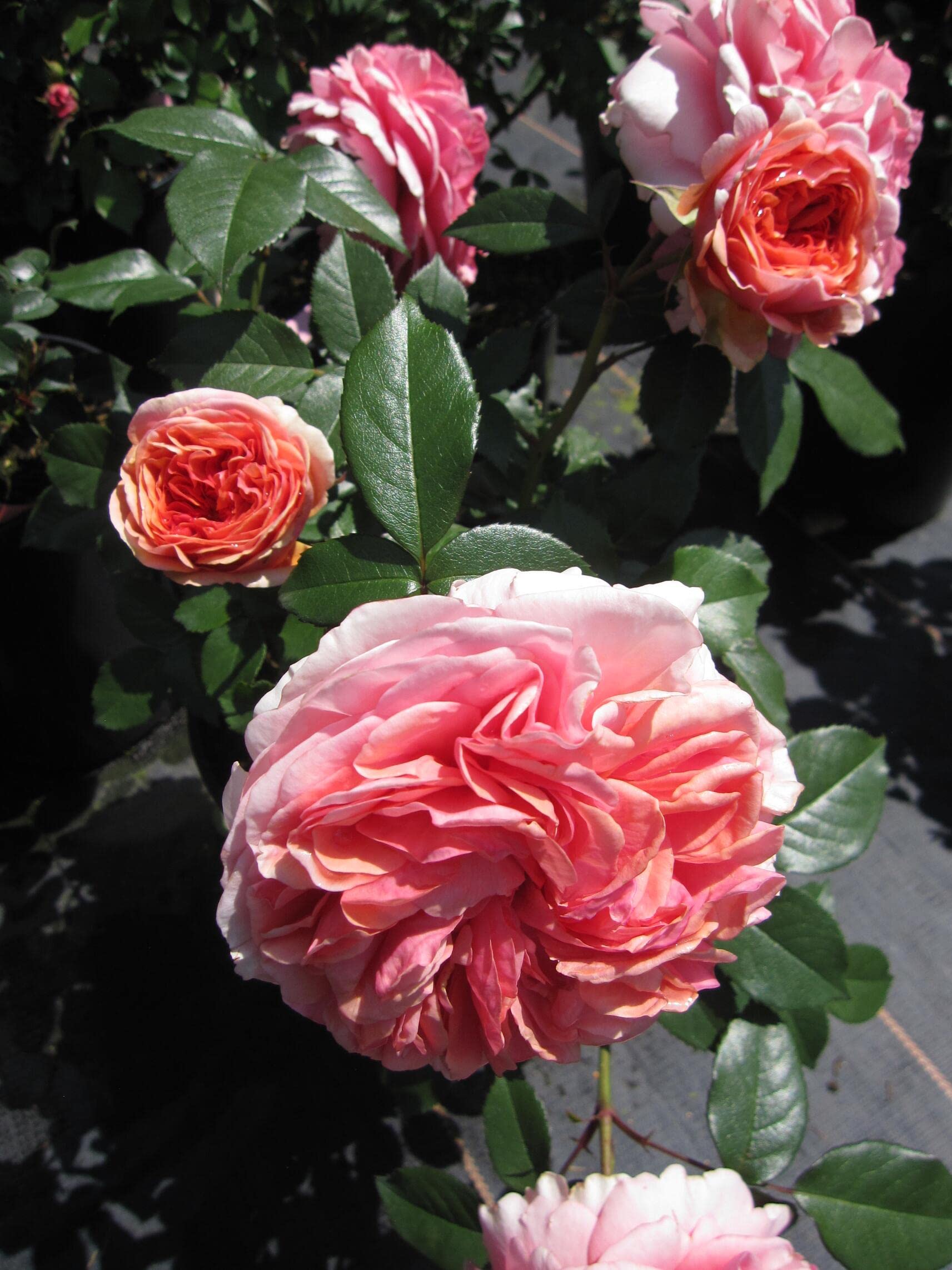 Nostalgie - Edelrose - Rosa Chippendale® - dunkelorange - Duft ++ - Tantau Rose