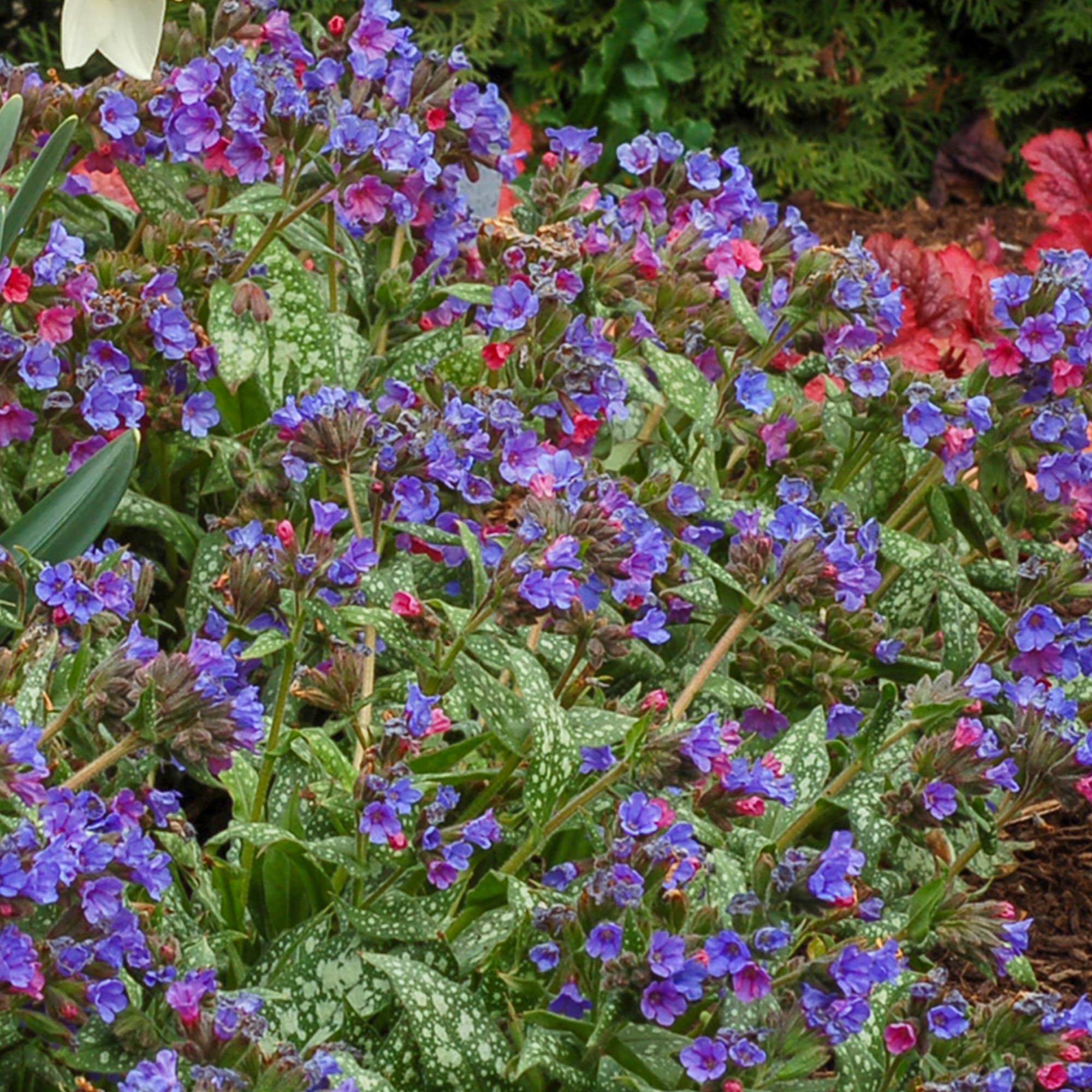 Pulmonaria Trevi Fountain - Hardy Shade-Loving Perennial Plant for Gardens - Blue Flowers & Silver-Spotted Foliage - Outdoor Plant in Pot (9cm Pot, 10-20cm)