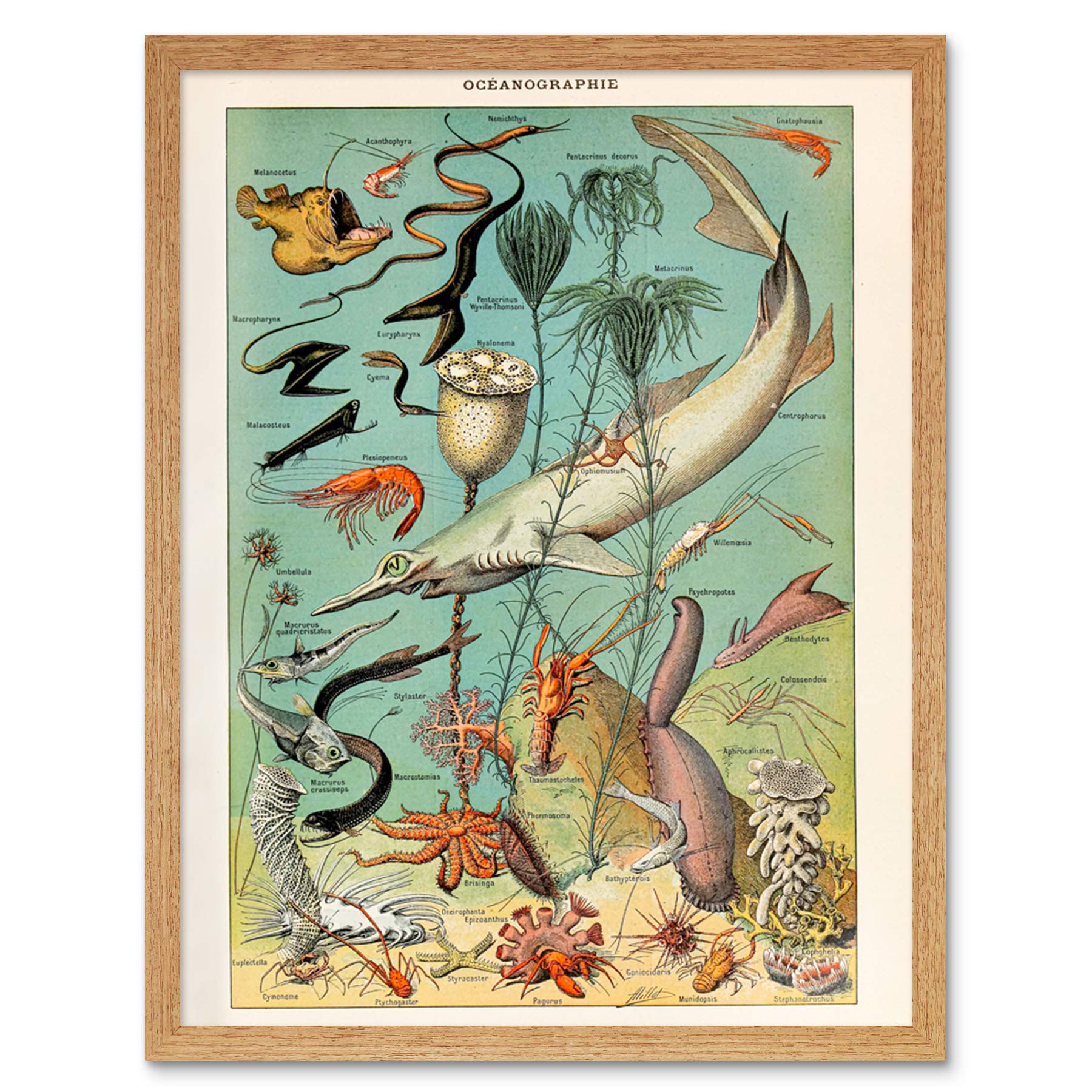 Artery8 Millot Encyclopedia Page Molluscs Shells Art Print Framed Poster Wall Decor 12x16 inch — view 145