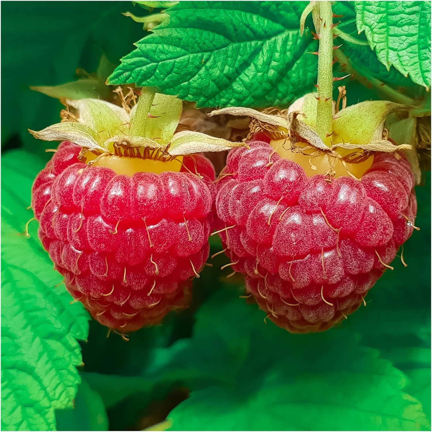 10 'Malling Promise' Red Raspberry Cane/Rubus Idaeus 'Malling Promise' 3fatpigs®