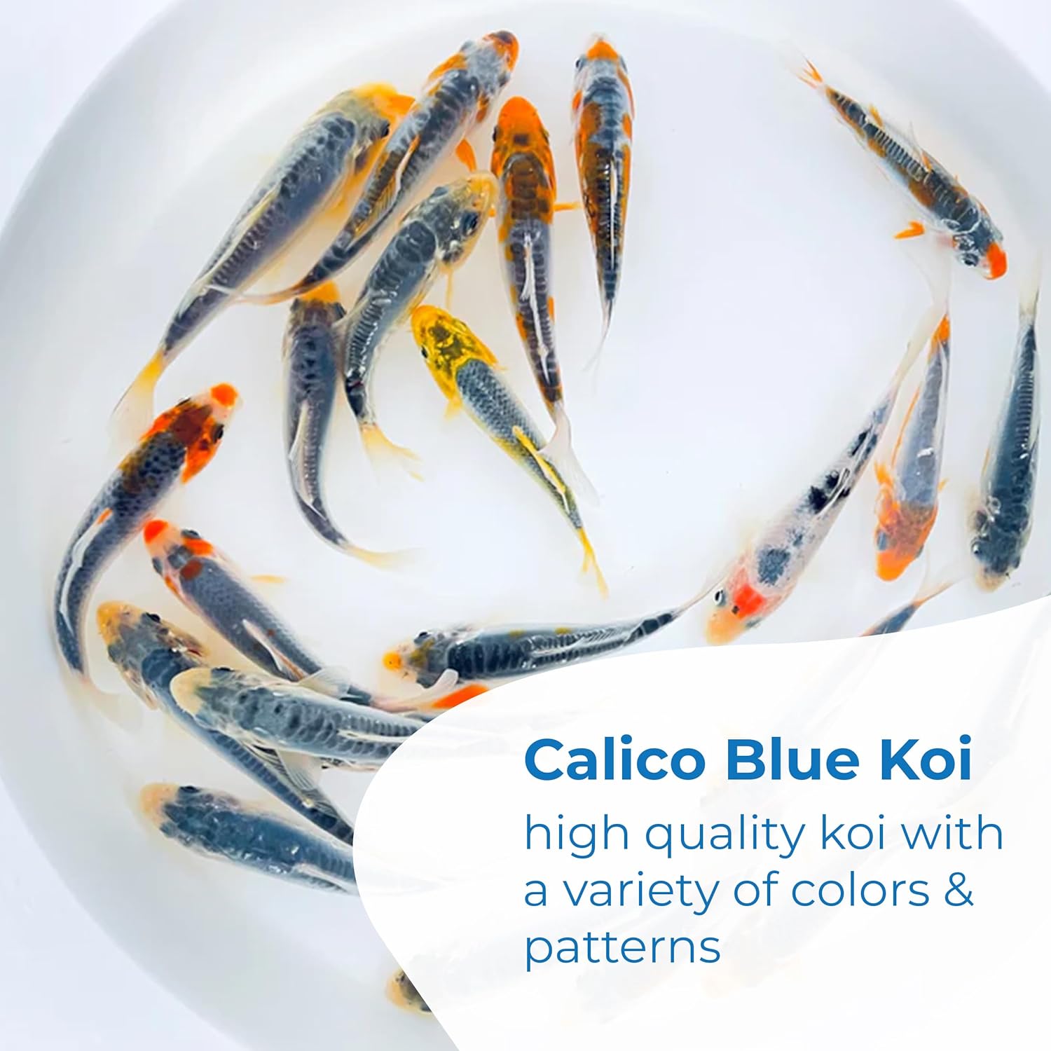 Toledo Goldfish Live Calico Blue Koi, a Mix of Standard or Butterfly Fin Species, Live Fish Perfect for Ponds, Tanks, and Aquariums - 3-4 Inches, 5 Count