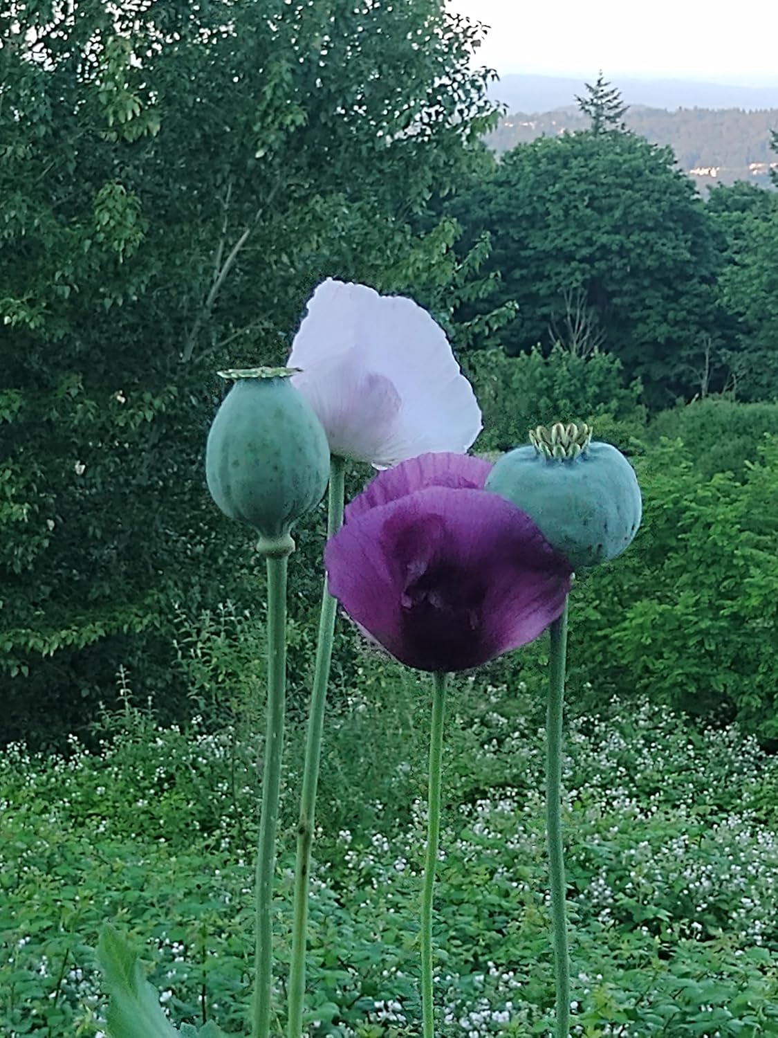 Generic World Poppy Seed Blend Papaver Somniferum Mix 25+ Strains Organic Non GMO 100,000 Seeds