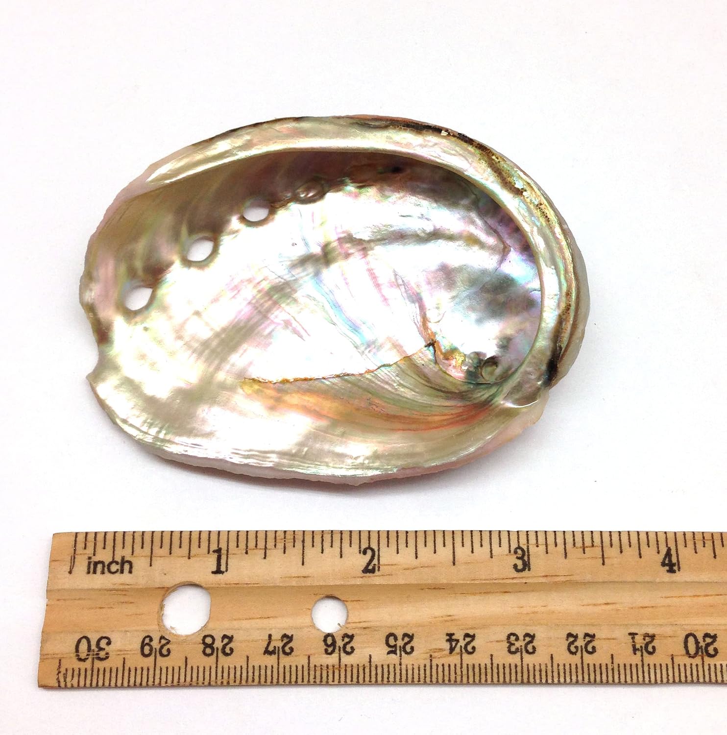 PEPPERLONELY 2 PC Green Baby Abalone Sea Shells, 3 Inch~3.5 Inch