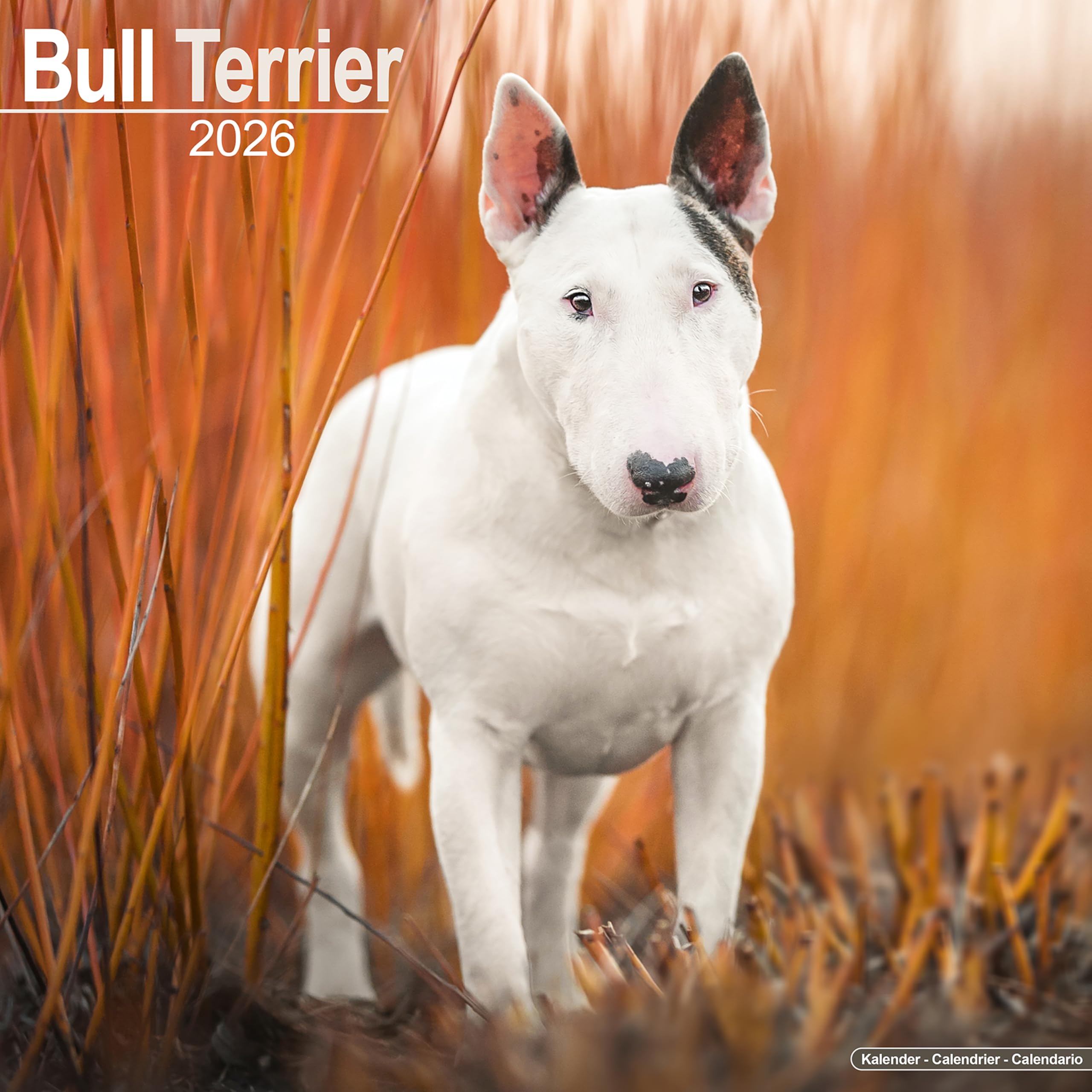 Bull Terrier 2026 Calendar | Square Wall Calendar | Dog Breed Gift | Plastic Free Packaging | by Avonside Publishing