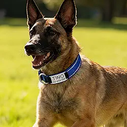 Coleira personalizada para cães com gravação personalizada azul