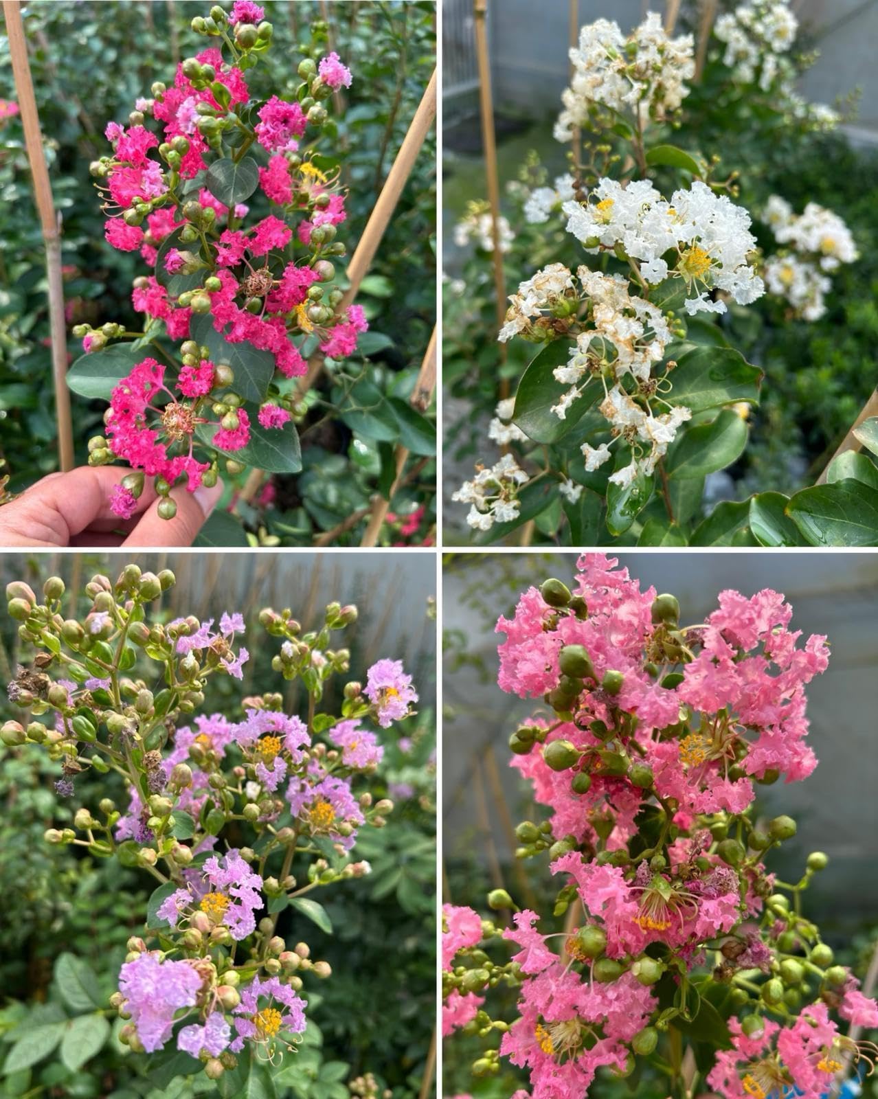 Lagerstroemia indica Fuxia pianta in vaso ø19 cm con canna h 100/120 cm Colori a scelta Vivaio di Castelletto