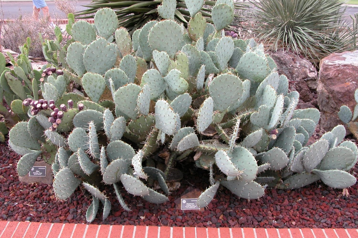 Engelmann's prickly pear (cactus apple) (Opuntia engelmannii)