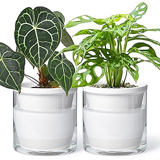 D'vine Self-watering indoor planter, set of two