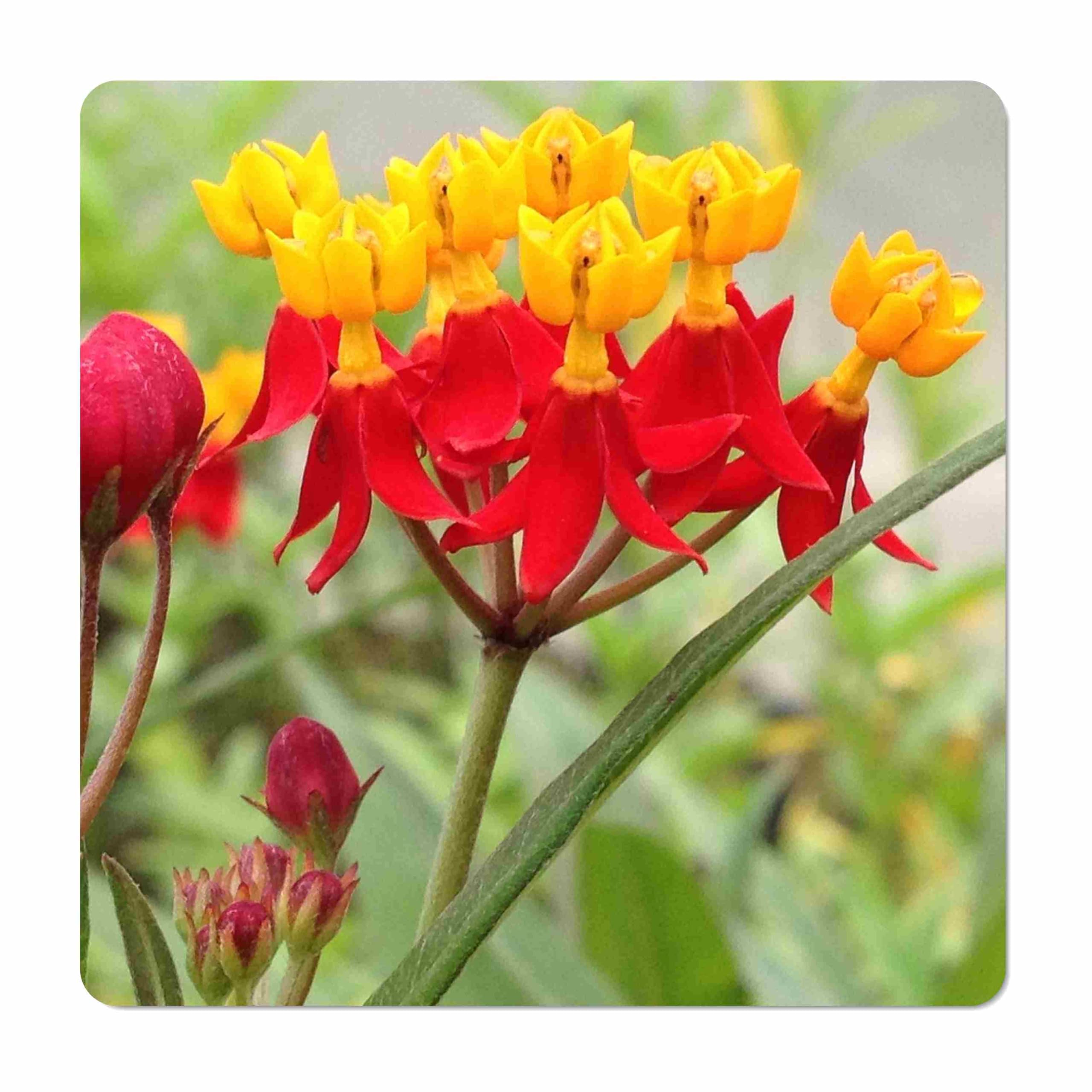 Emerald Goddess Gardens Tropical Red Milkweed
