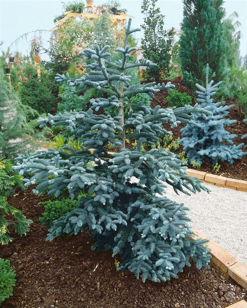 Abies procera 'Glauca' 25–30 cm – Winterhart, Immergrün, Pflegeleicht – Edeltanne – Weihnachtsbaum für Garten & Kübel