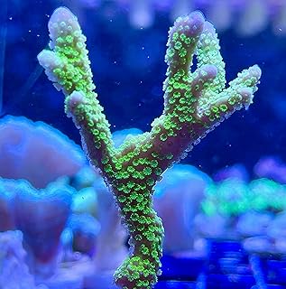 Live Saltwater Coral Frag - Green Montipora Digitata (Frag)