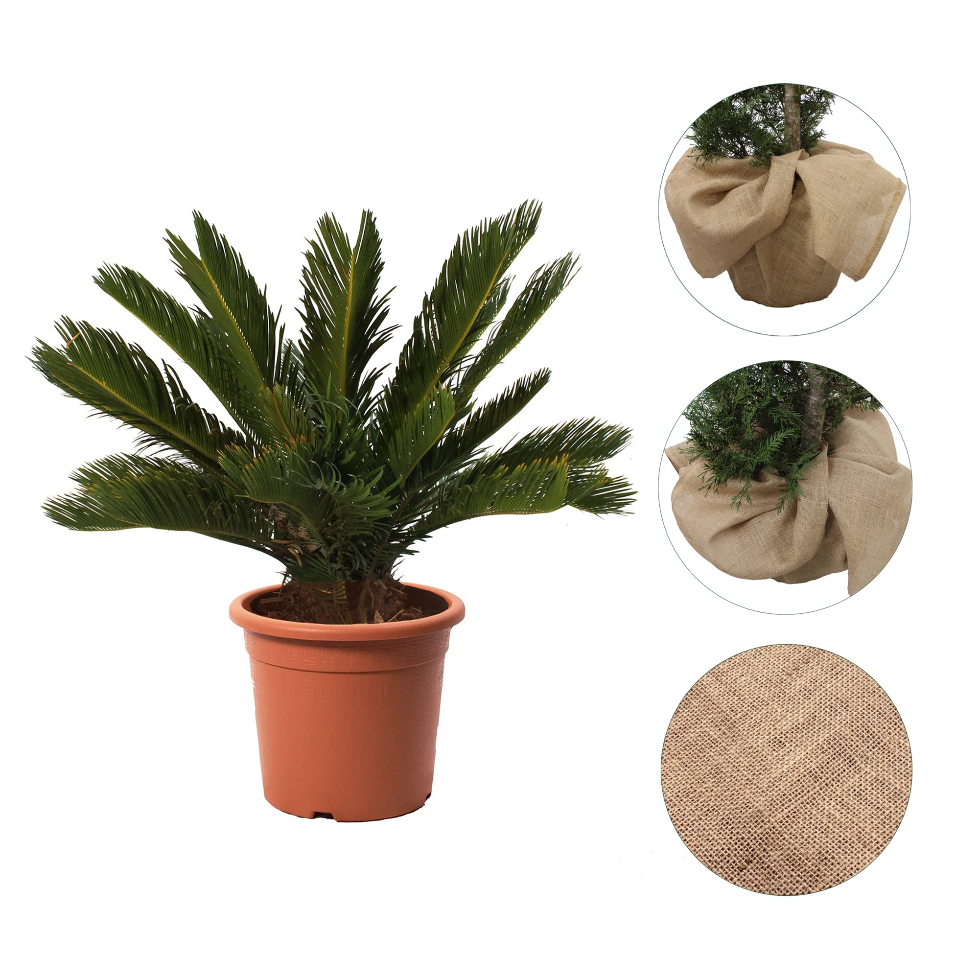 KENTIS - Cycas Revoluta con Decorazione Vaso in Juta - Palma Nana - Piante Vere da Esterno Resistenti - Pianta da Giardino Balcone - H 60/80 cm Vaso Ø 24 cm