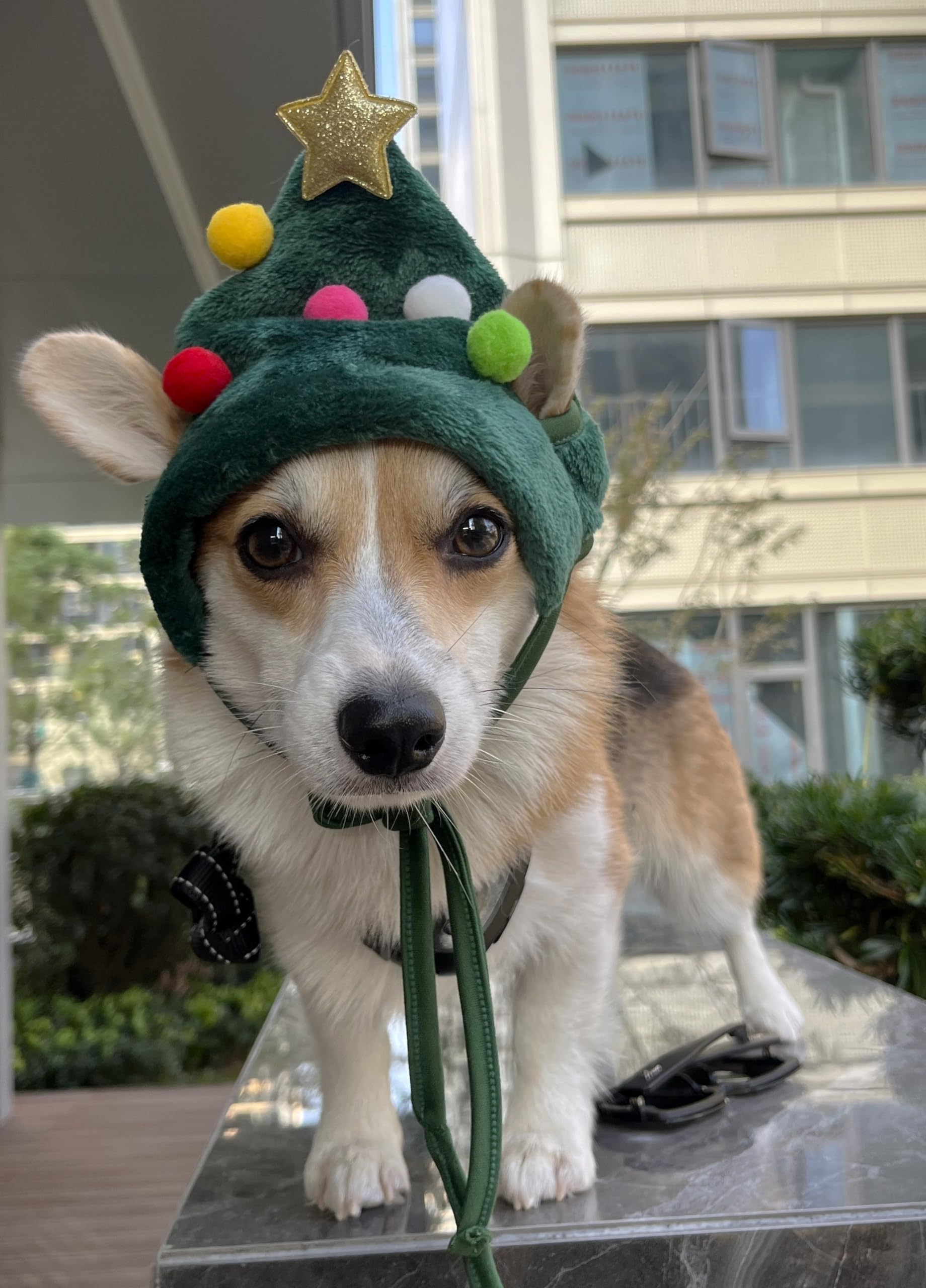 Dog Christmas Hat Green Tree, Funny Xmas Costume for Small Dogs & Puppies, Warm Winter Headwear - Image 2