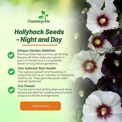 Miniatura 3 de Outsidepride Perennial Alcea rosea Noche y Día Hollyhock Garden Flower Seeds - 25 Semillas