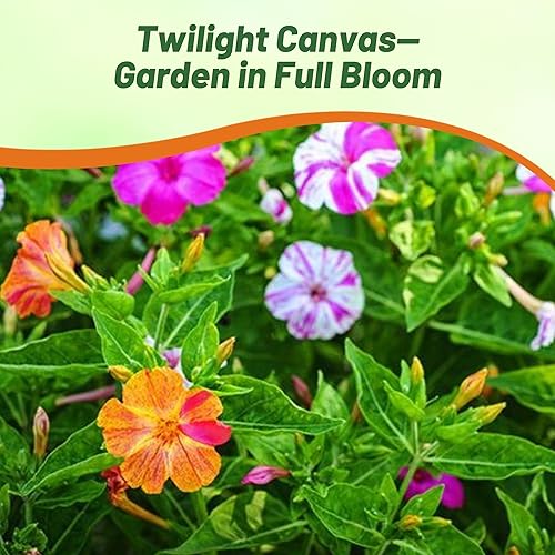 Miniatura 6 de Outsidepride 200 semillas perennes Mirabilis Jalapa Four O 'Clock Marbles Flower Seed Mix para plantar