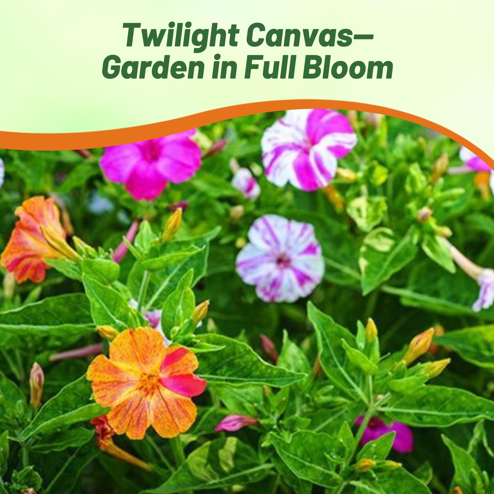 Amazon.com : Outsidepride Marbles Mixed Four O'clock Flower Seeds