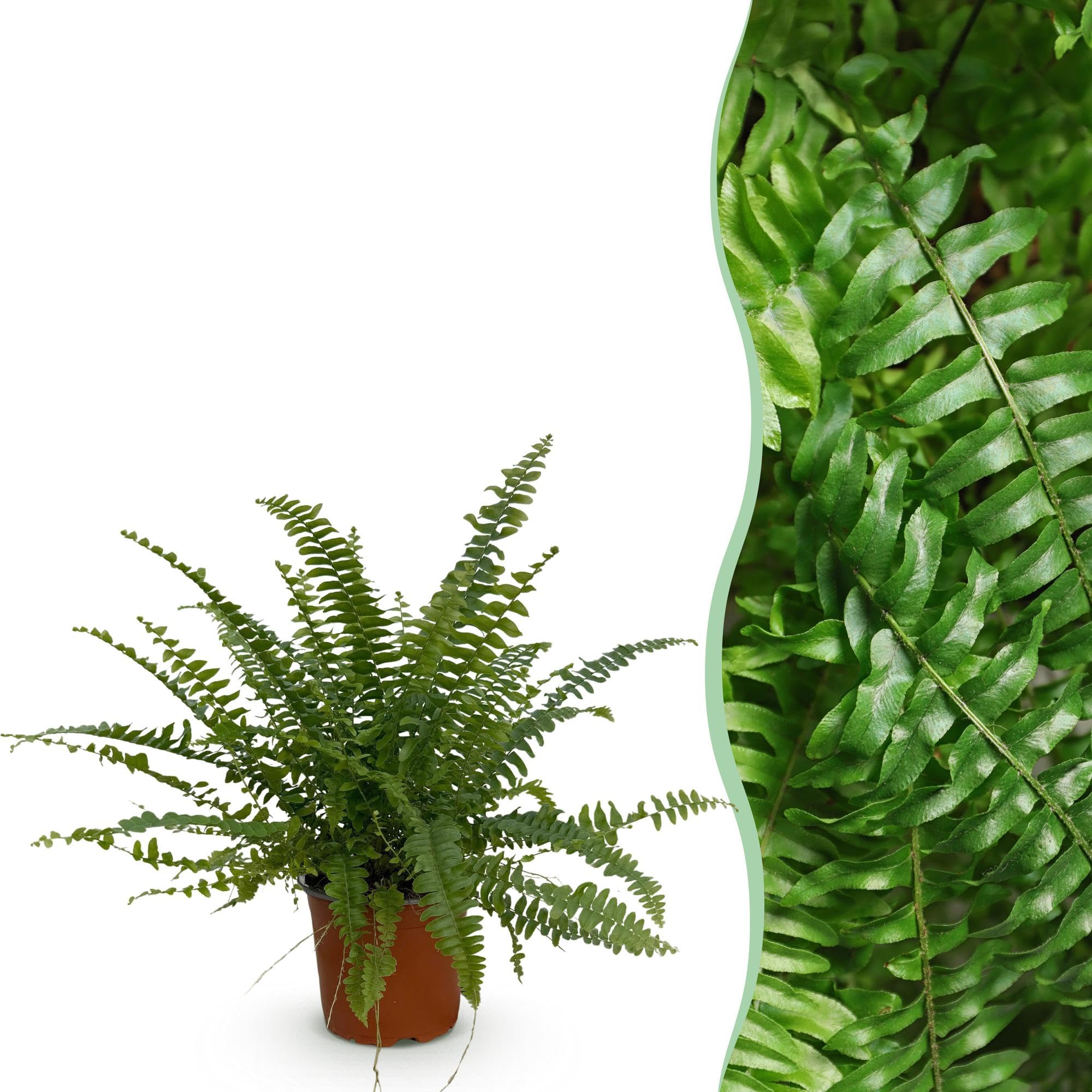 Green boutiQ - Plante d'intérieur - Nephrolepsis exaltata Green Lady - Fougère - Plante amicale pour les animaux - Verte - 1 Plante - Pot 12cm - Hauteur 25cm
