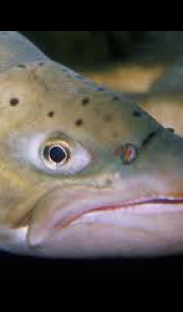 Rainbow Trout Wallpaper – HD Wallpapers of Rainbow Trout! - App on