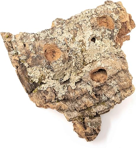 Miniatura 5 de Air Plant Shop Exhibición mediana de corteza de corcho de mesa con 3 plantas de aire Tillandsia - Venta al por mayor y a granel - Suculentas -