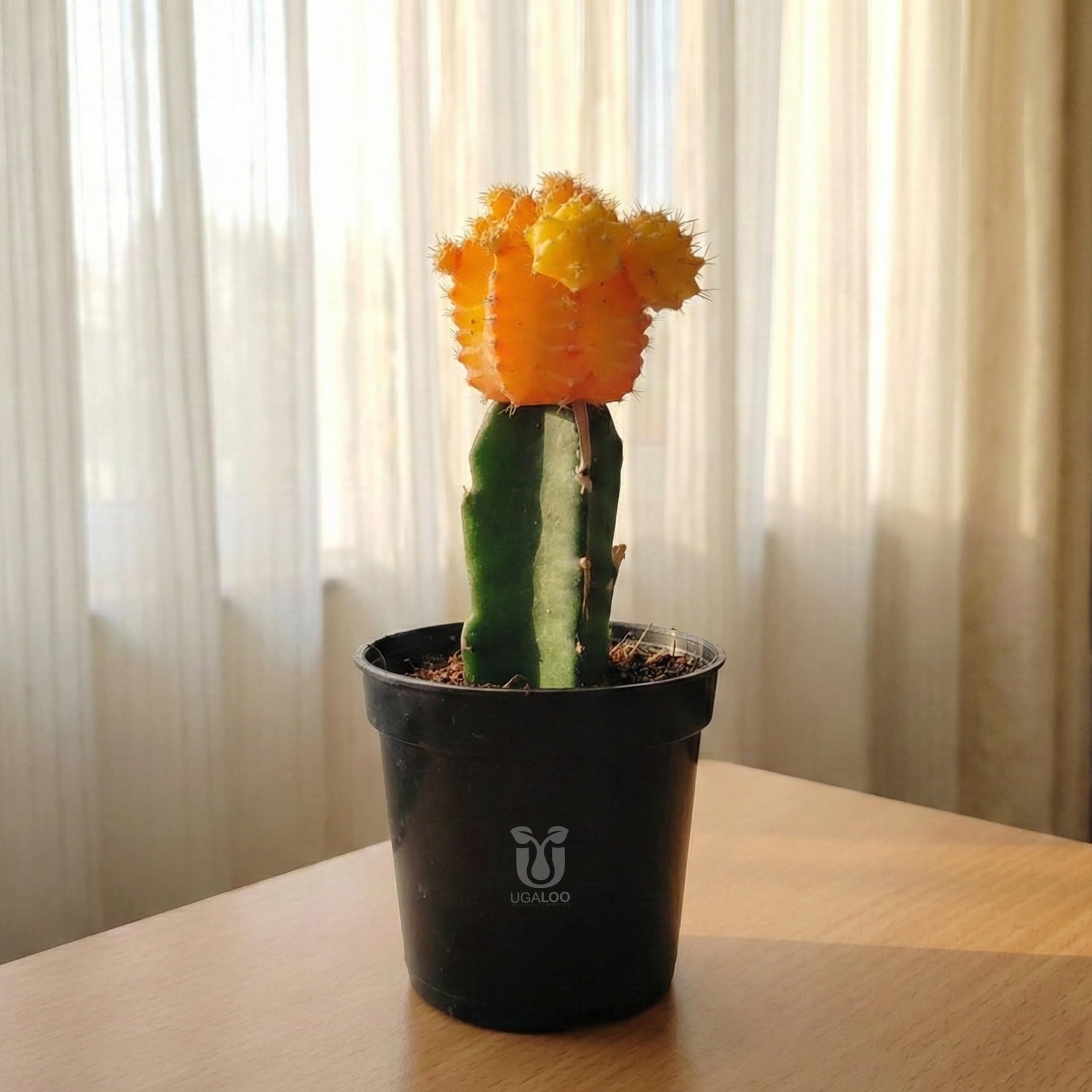 Yellow Moon Cactus Live Plant | Grafted Colorful Indoor Cactus for Home & Office | Low Maintenance Succulent Plant in Nursery Pot-image-19