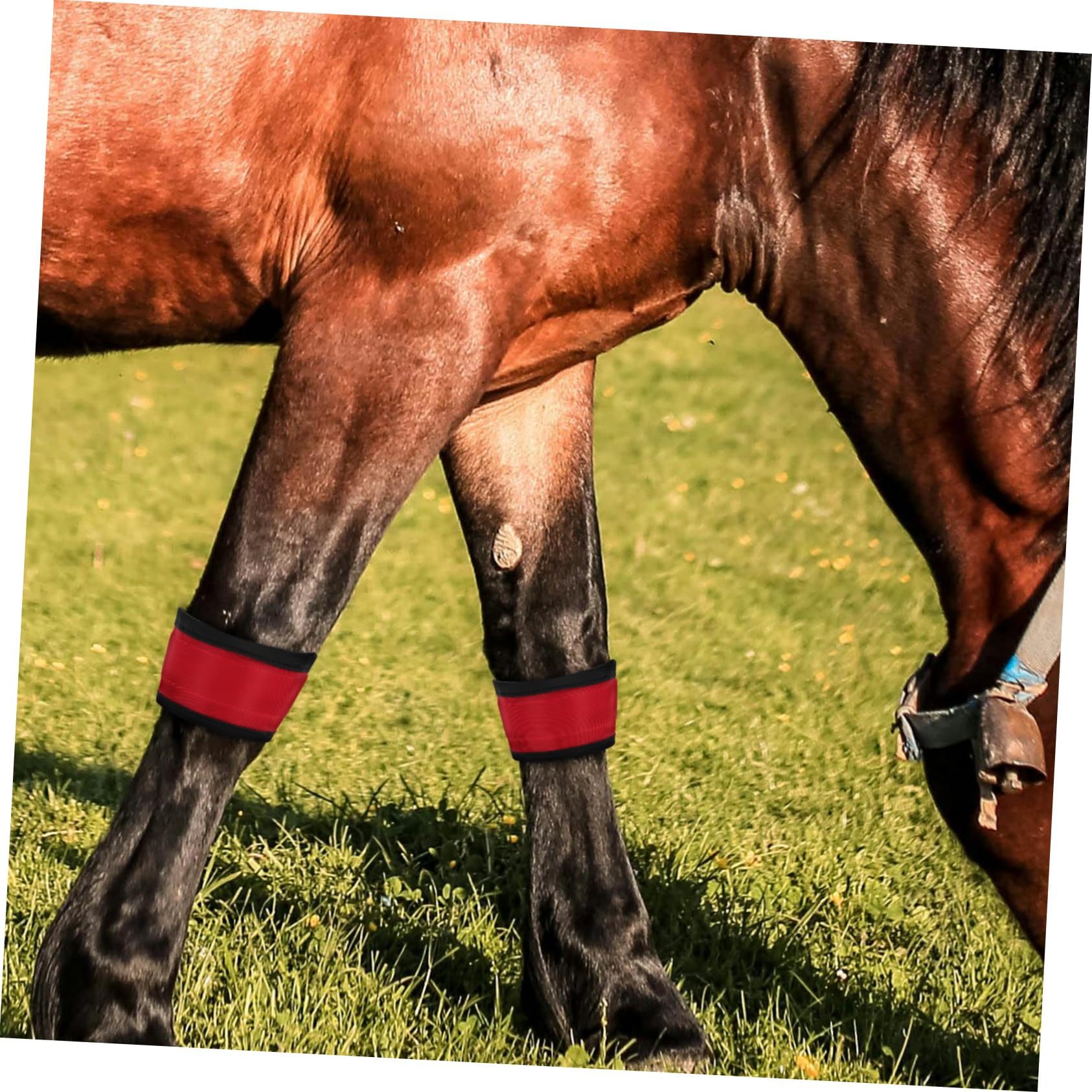 BESPORTBLE 4stücke Led Pferdebeinbänder Leuchtend Hochsichtbar Reflektierend Strapazierfähig Bequem Für Sicheres Reiten Bei Dunkelheit Vielseitig Outdoor-Gamaschen Schützer Pferd