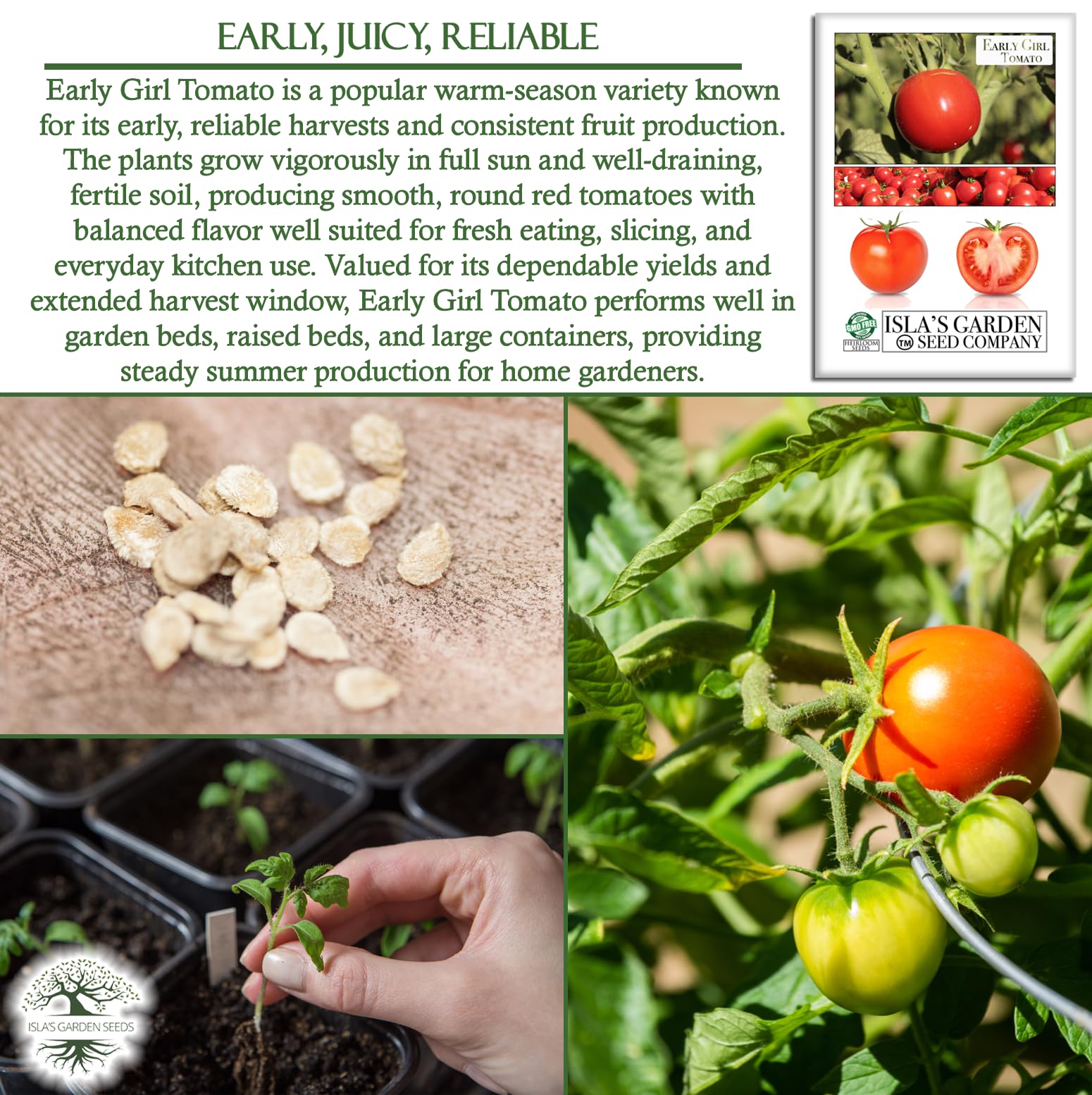 Amazon.com : Early Girl Tomato Seeds for Planting, 25+ Seeds Per Packet,  (Isla's Garden Seeds), Non GMO Seeds, Botanical Name: Solanum lycopersicum,  90% Germination Rate, Great Home Garden Gift : Patio, Lawn & Garden