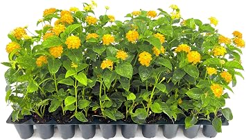 Florida Foliage Lantana