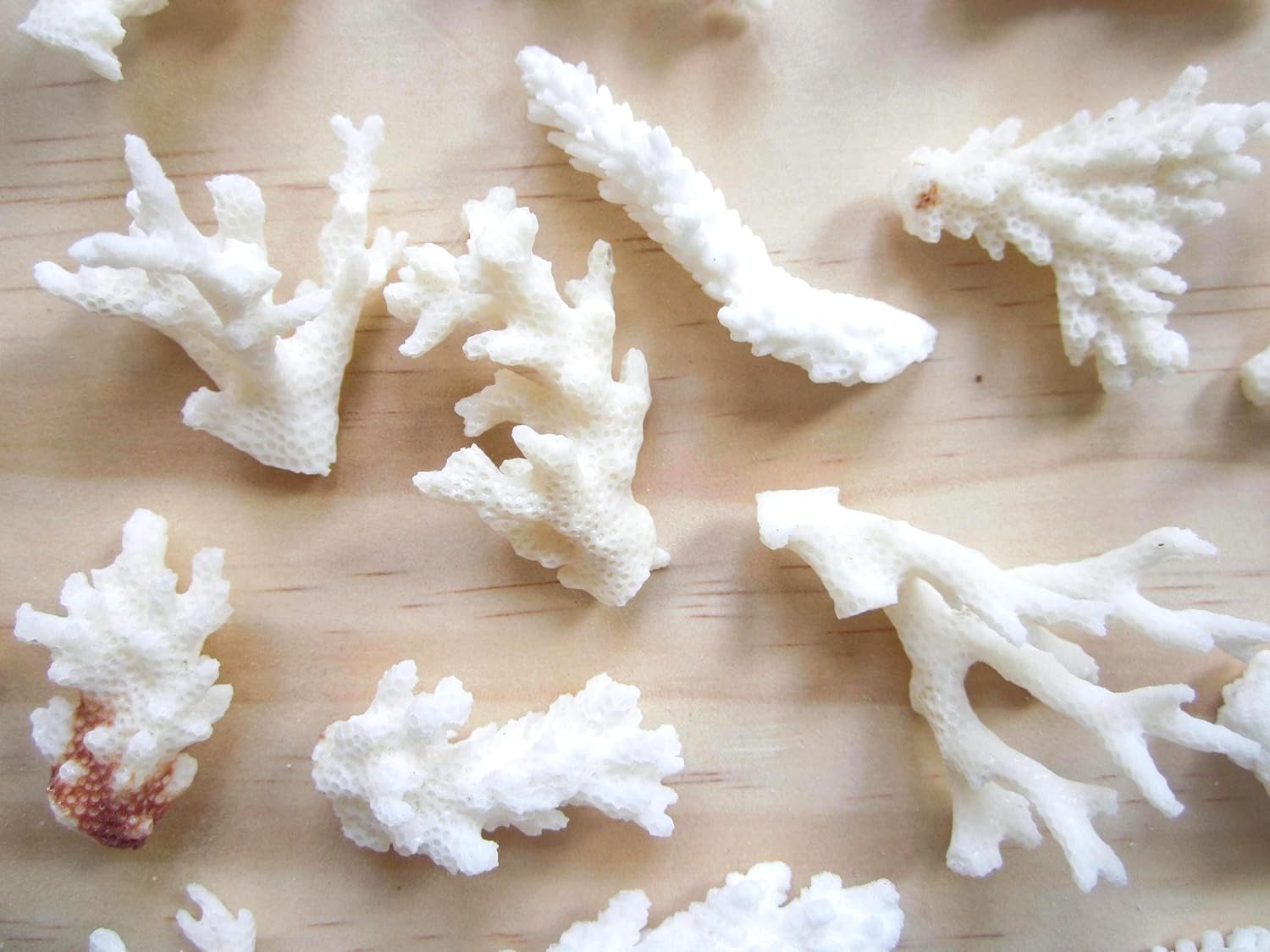 10 Pieces Real Coral Decor – Assorted Natural White Coral for Beach Wedding Decor, Vase Fillers, Coastal Home & Craft Supplies (1-2 Inch)