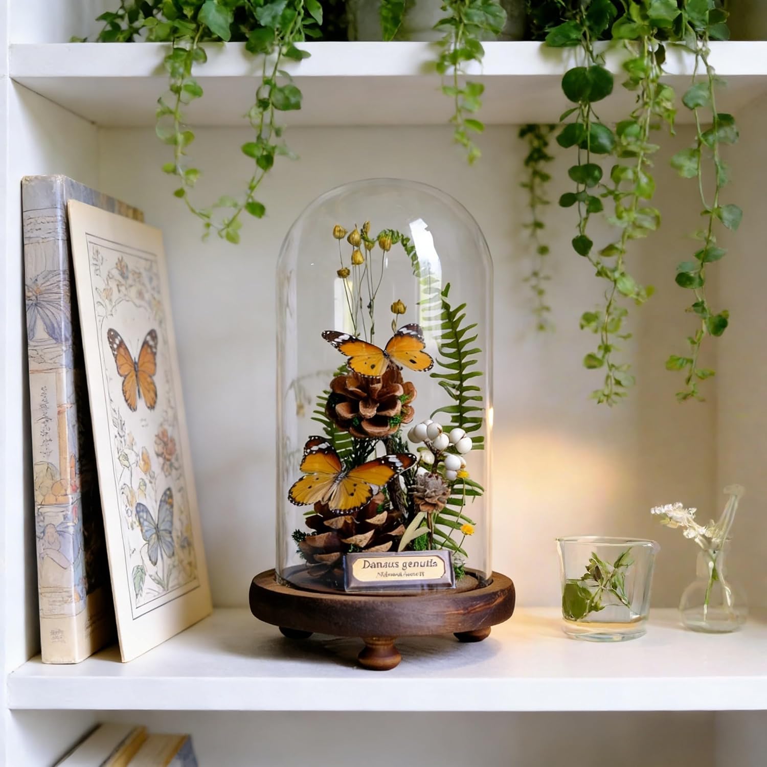 Glass Taxidermy Butterfly Framed Decoration, Butterfly Insects with Plant Specimens in Glass Shadow Box 4.7"x8.7", Ideal for Science Education and Desk Ornament (Double Monarch Butterflies)