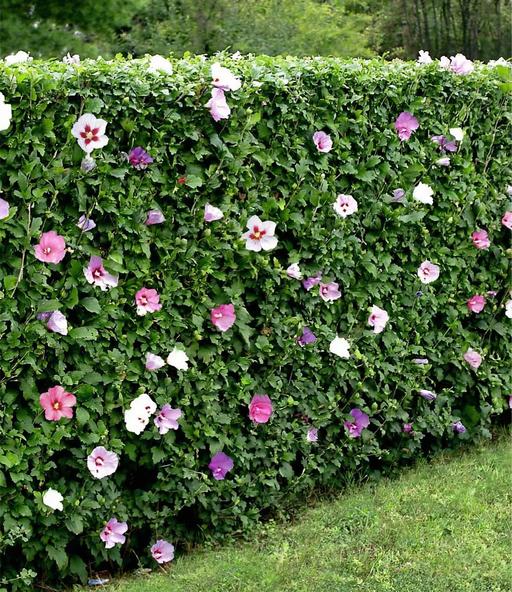 BALDUR Garten 5er Hibiskus-Hecke, Pflanzen im 9x9 cm-Topf | Hibiscus Syriacus, Heckenpflanzen blühend, Blüten essbar, winterhart, blühende und blickdichte Hecke