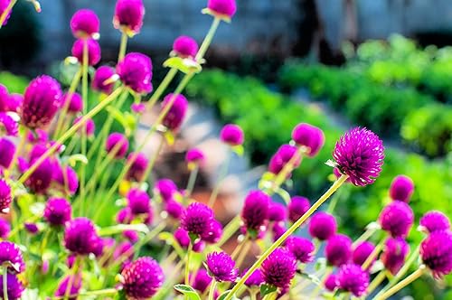 Miniatura 1 de Globe - Semillas de amaranto para plantar - Gomphrena (Gomphrena Globosa Purple) - Impresionantes flores moradas (250 semillas)